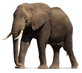 Elephant Transparent Png Images