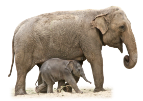 Elephant With Child Png Images Download