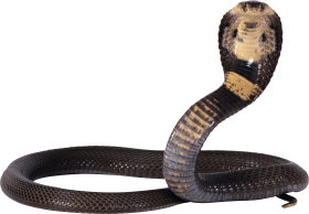 Evil Cobra Transparent PNG Image