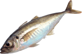 Fish Download Free PNG
