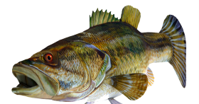 Fish Transparent Images