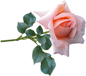 Flower PNG Image With Leaf Hd
