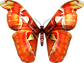 Flying Butterfly PNG Images Download