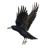 Flying Crow Transparent PNG