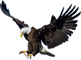 Flying Eagle Background PNG Image