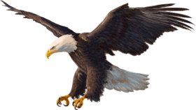 Flying Eagle Download Free PNG