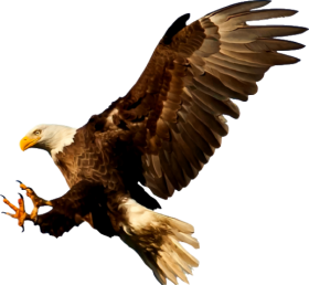 Flying Eagle Download Free PNG