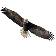 Flying Eagle PNG Image Download