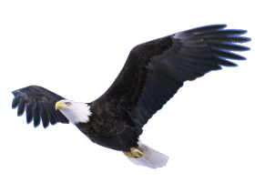Flying Eagle Transparent Full HD