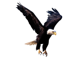 Flying Eagle Transparent  PNG Full HD