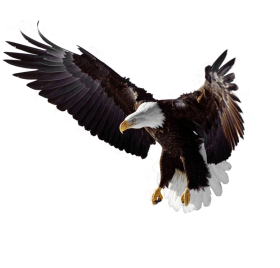Flying Eagle Transparent PNG Full HD