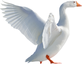 Flying White Duck Transparent PNG