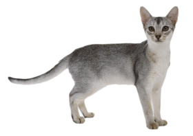 Free Cat Png Download For Editing