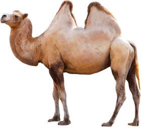 Full HD Camel PNG Images Download