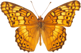 Golden Butterfly PNG Images Download