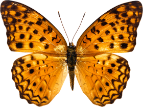 Golden Butterfly PNG Images Full HD