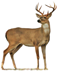 Golden Deer Transparent PNG Free download HD