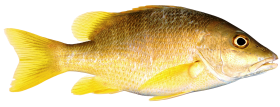 Golden Fish PNG Clipart Background
