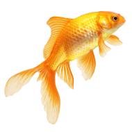 Golden Fish PNG HD Quality