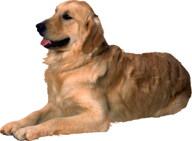 Golden Sleeping Dog PNG Images Full HD