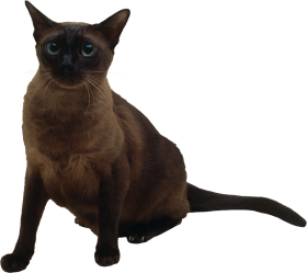 Gray Cat Full HD PNG Images