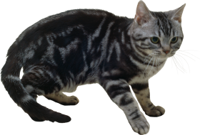 Gray Cat PNG Images Download For Photoshop