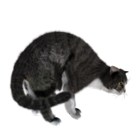 Gray Cat PNG Images Download Hd