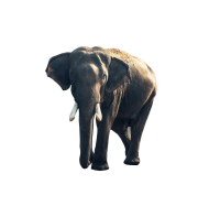 Gray Elephant Standing Images Hd