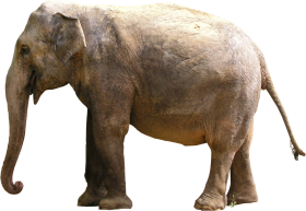 Gray Elephant Standing Png Download