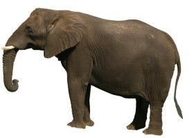 Gray Elephant Standing Png For Editing