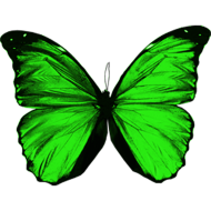 Green Butterfly PNG Images Download