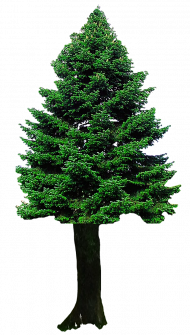 Green Christmas Tree Transparent Image HD