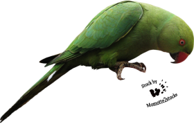 Green Parrot PNG Photos Full HD