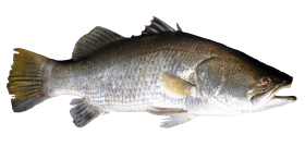 Grey Fish Background PNG Image