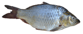 Grey Fish PNG Clipart Background