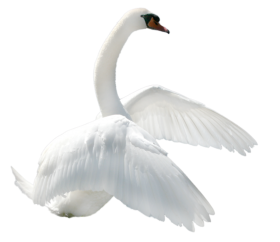 Hd Swan PNG Image for Photo Editing
