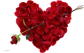 Heart Red Rose Flower PNG Images Hd