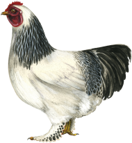 Hen Download Free PNG