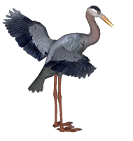 Heron Bird PNG HD Quality Free Download