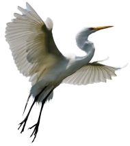 Heron Bird Transparent Background