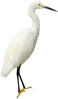 Heron Bird Transparent png Free Download