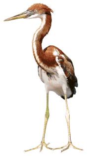 Heron PNG Full hd free download