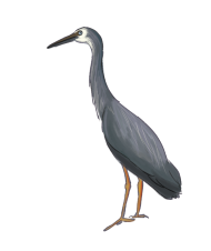 Heron PNG Full HD Quality download