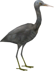 Heron PNG Images HD free download