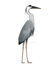 Heron Transparent Background full hd