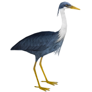 Heron Transparent PNG Full Hd