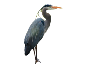 Heron Transparent PNG Hd download