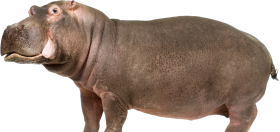 Hippopotamus Standing Transparent File