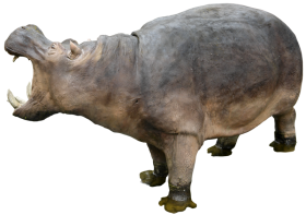 Hippopotamus Standing Transparent Free PNG