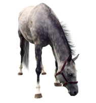 Horse Eating Grass Transparent PNG Images